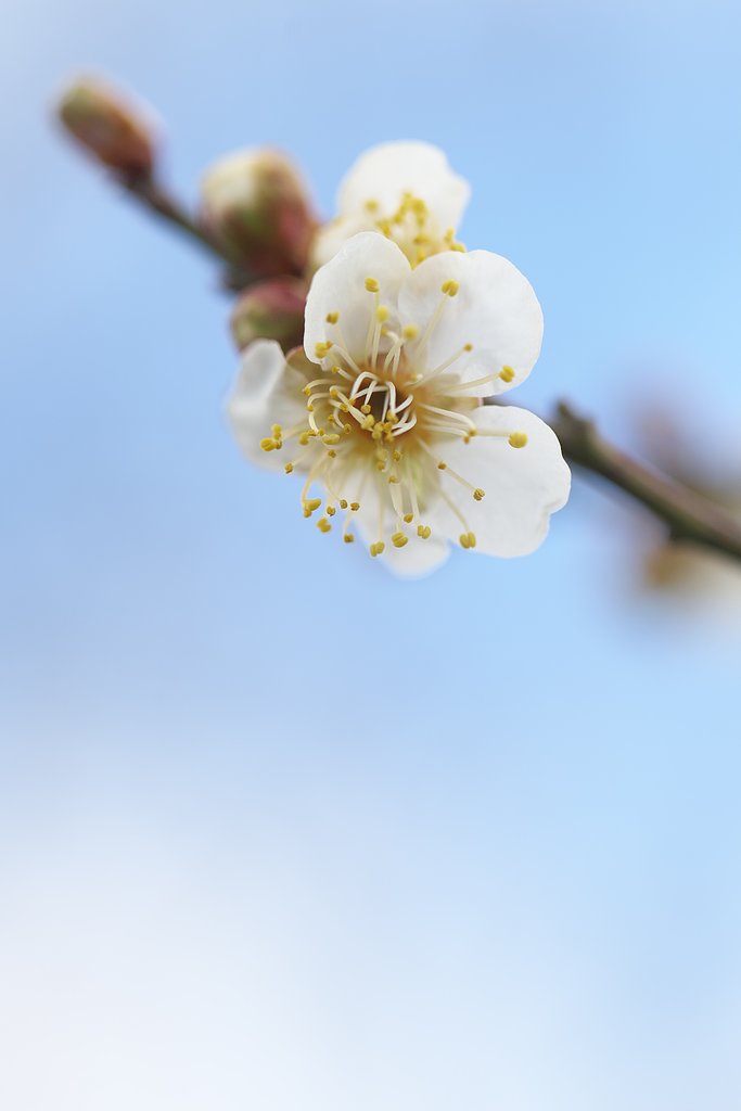 早咲き