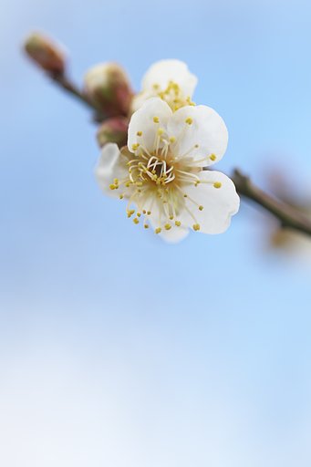 早咲き