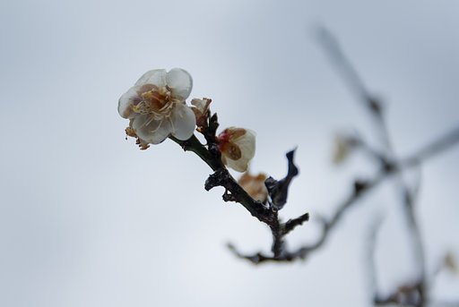 梅の花が咲いてました。