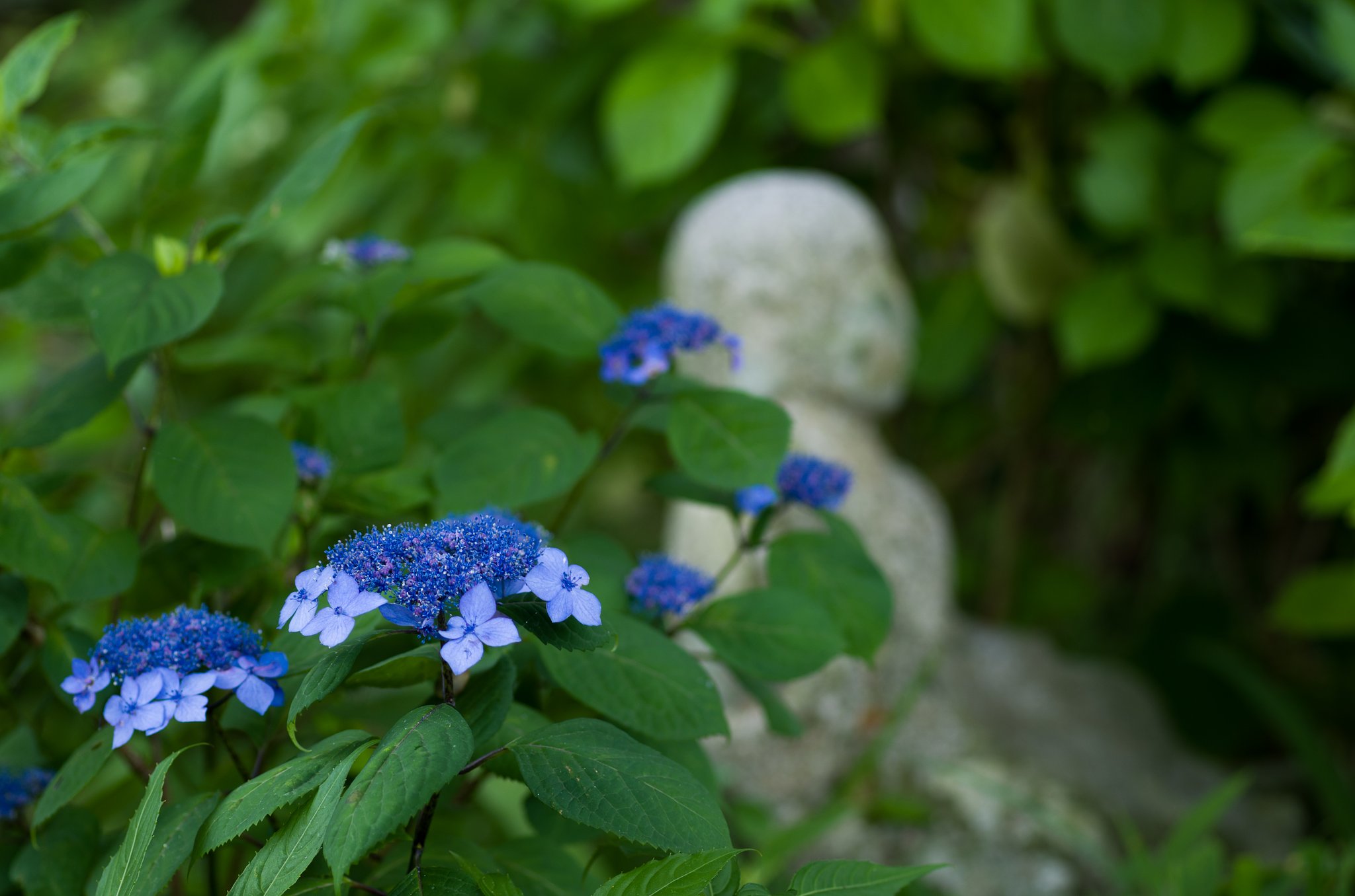 SIGMA MACRO 70mm F2.8