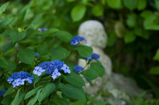 SIGMA MACRO 70mm F2.8