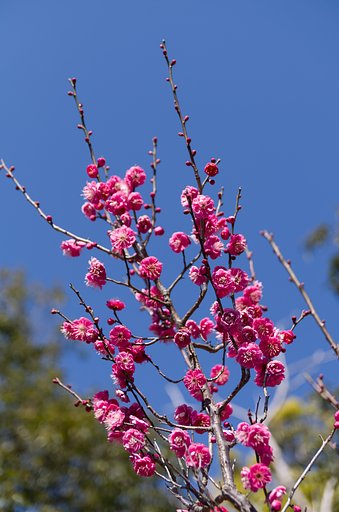 紅梅