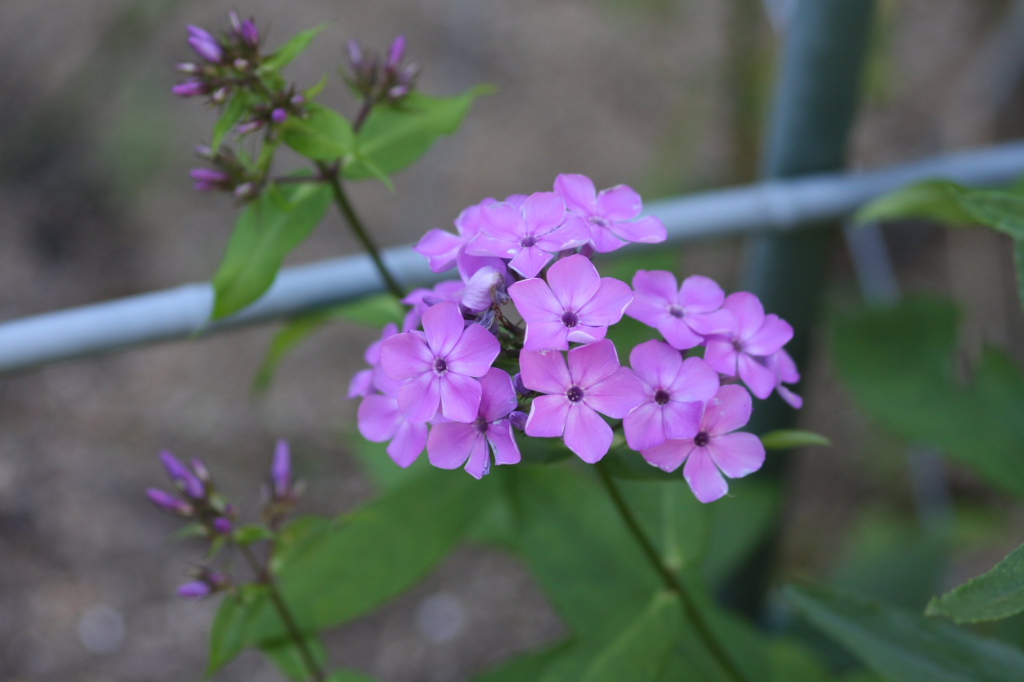 夏桜