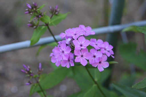 夏桜
