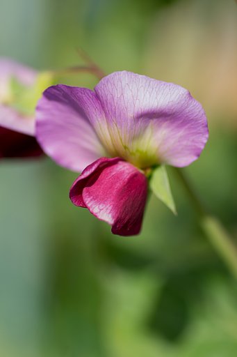サヤエンドウの花