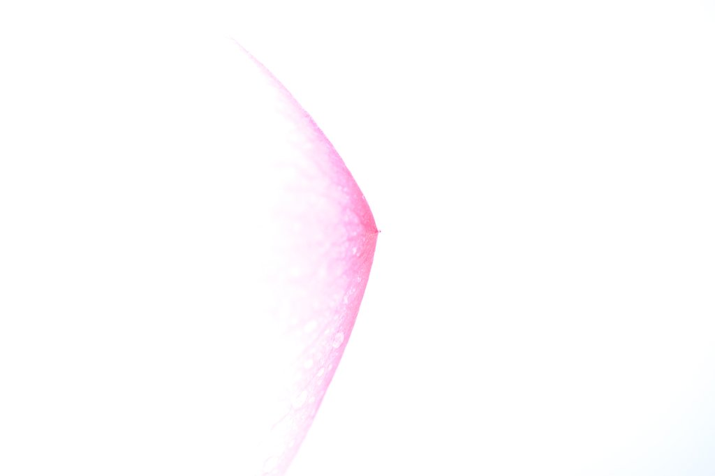 白日夢