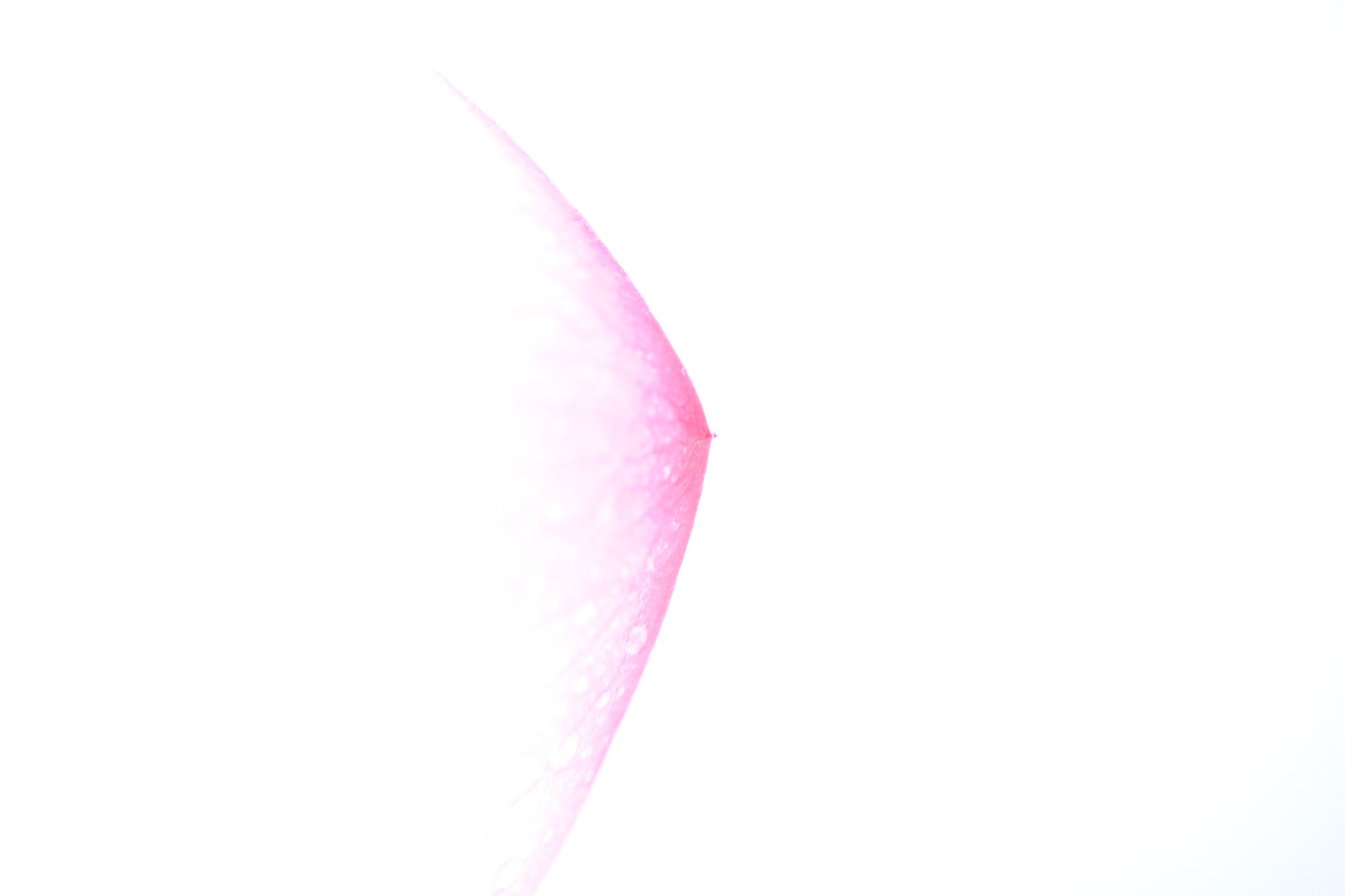 白日夢