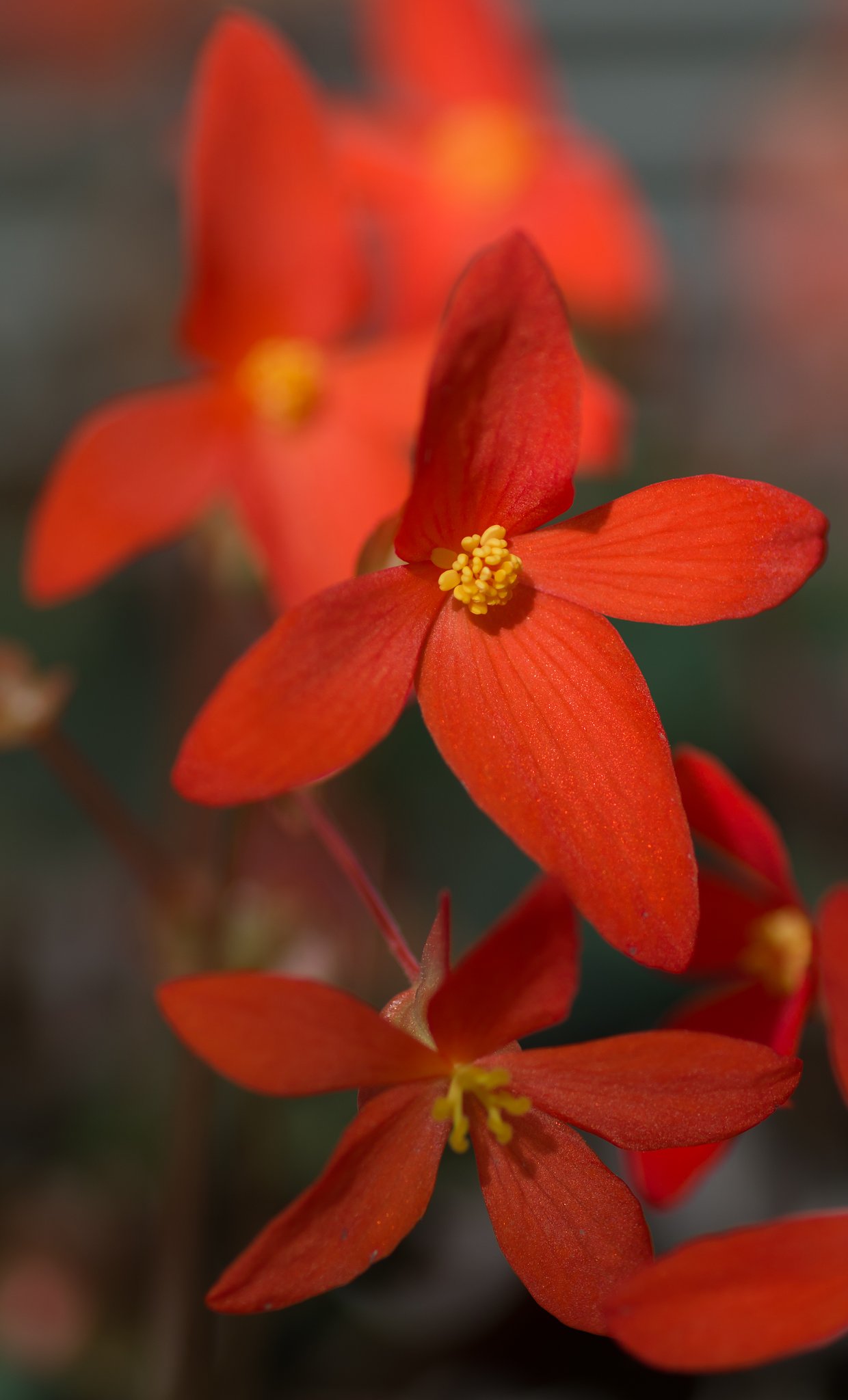 PENTAX-D FA MACRO 100mm F2.8