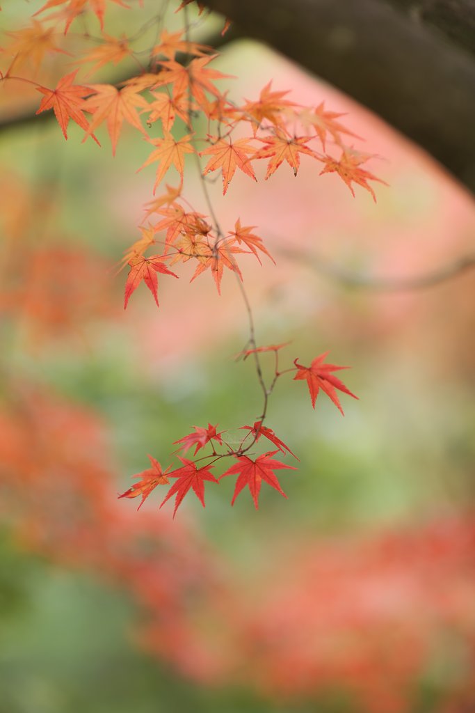 Y/C　P85mmF1．2