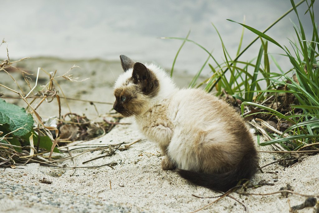 水辺の野良子猫