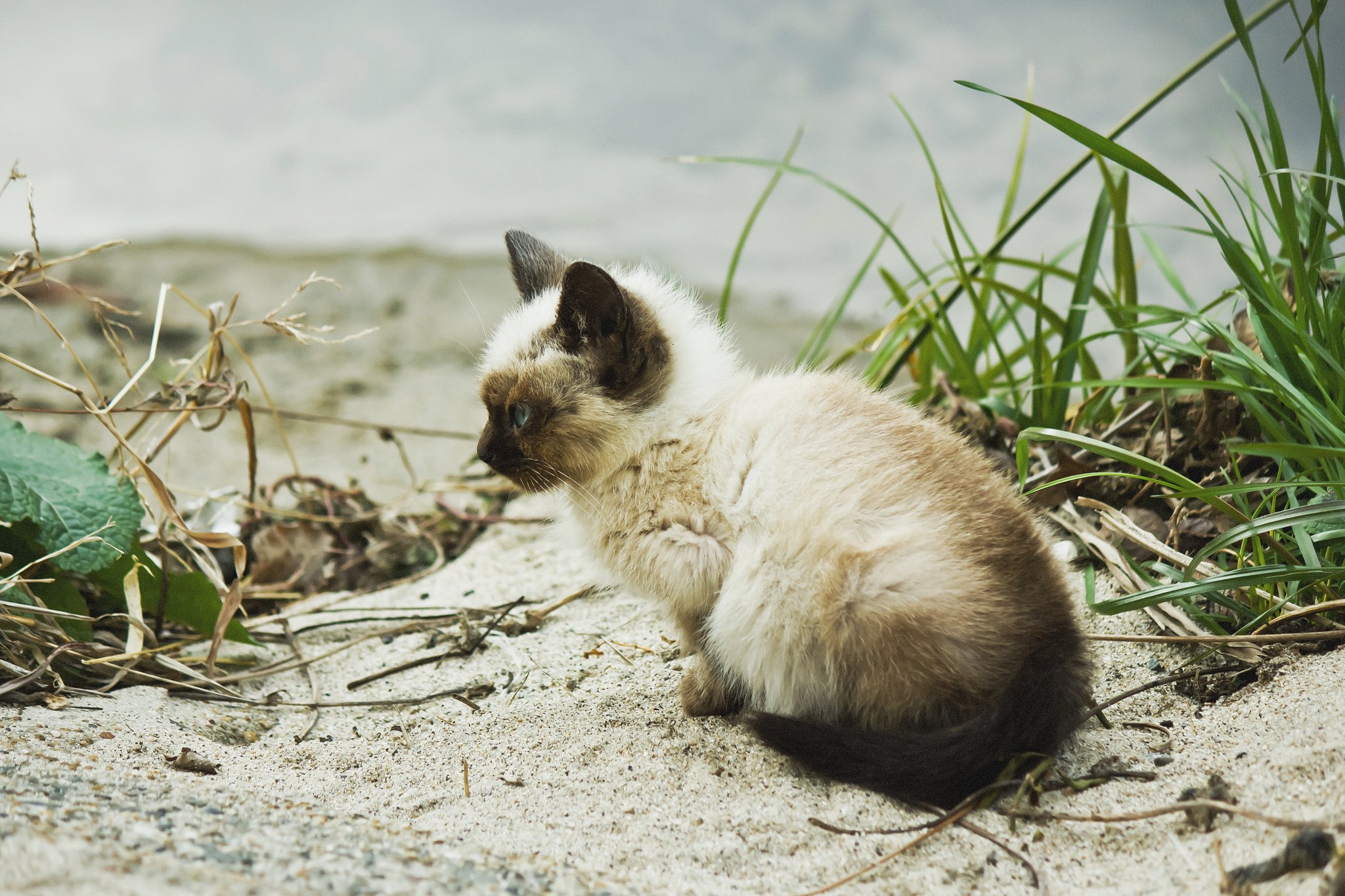 水辺の野良子猫