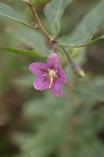 枸杞の花