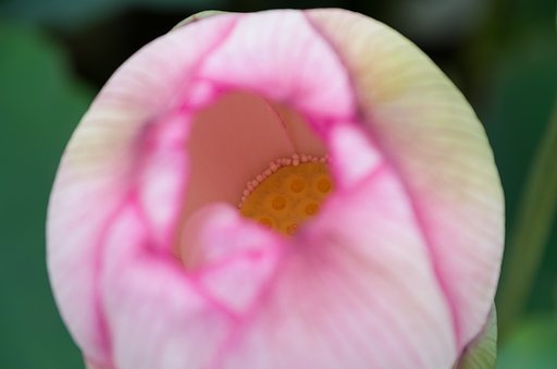 SIGMA 17-70mm F2.8-4 DC MACRO