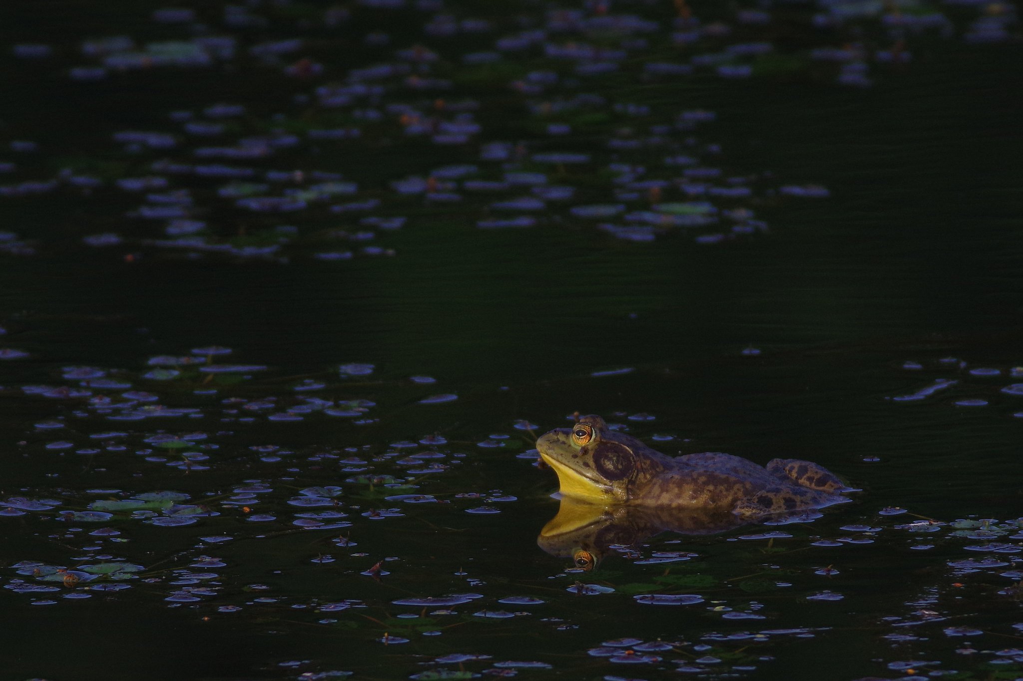 ウシガエル