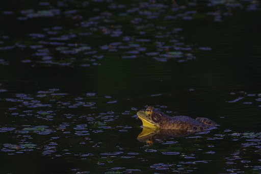 ウシガエル