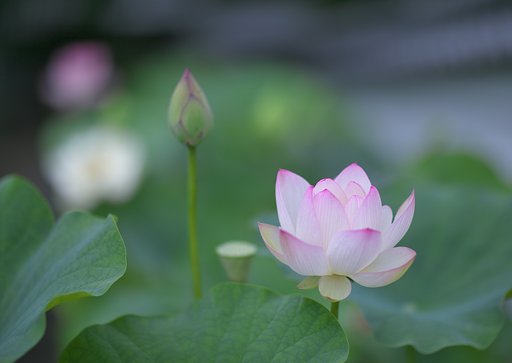 蓮花5