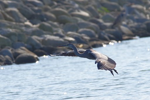 怪鳥現る