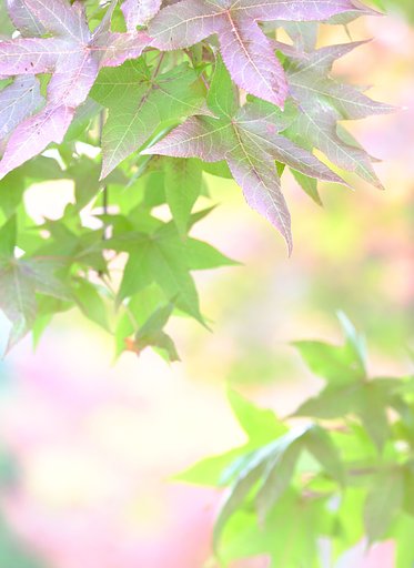 秋