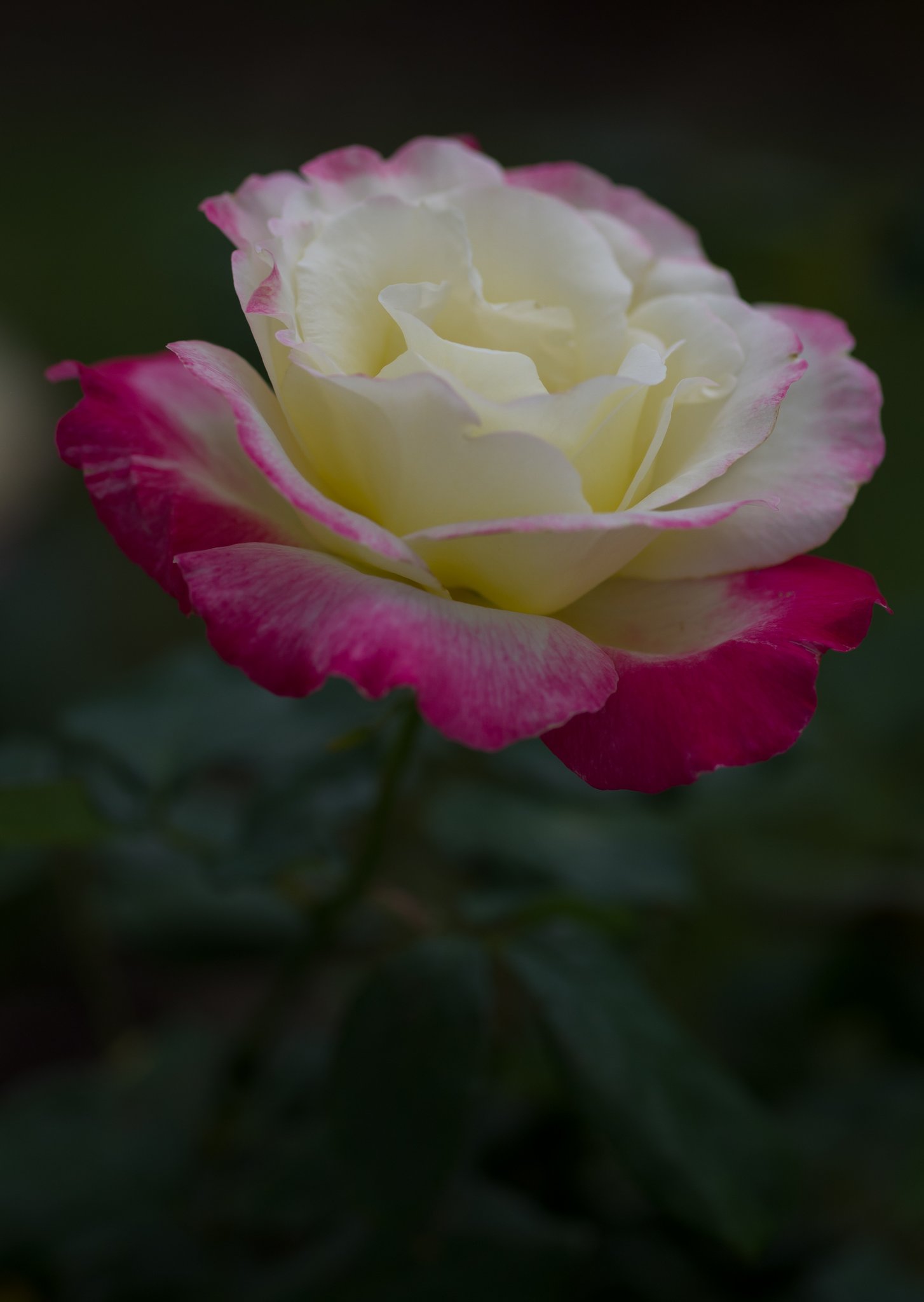 SIGMA MACRO 70mm F2.8