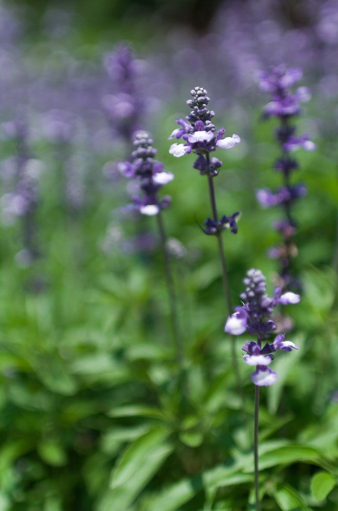 SIGMA 30mm F1.4 DC HSM