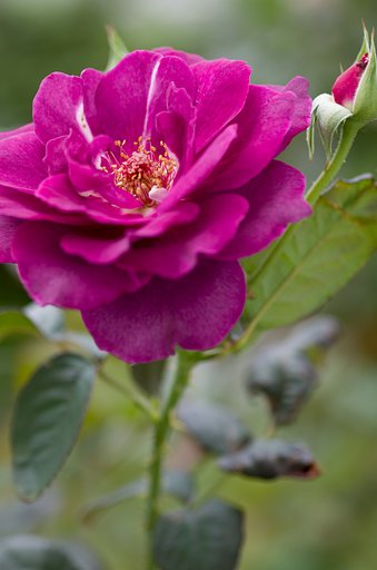 SIGMA MACRO 70mm F2.8