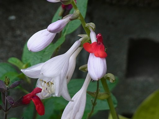 ギボウシの花に接写