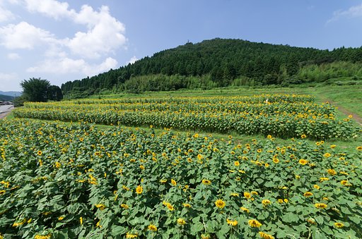 ひまわり