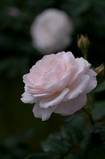 SIGMA MACRO 70mm F2.8