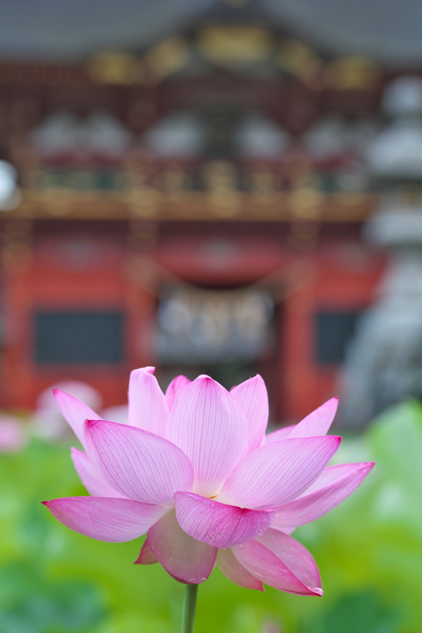 SP 90mm F/2.8 Di MACRO 1:1 VC USD