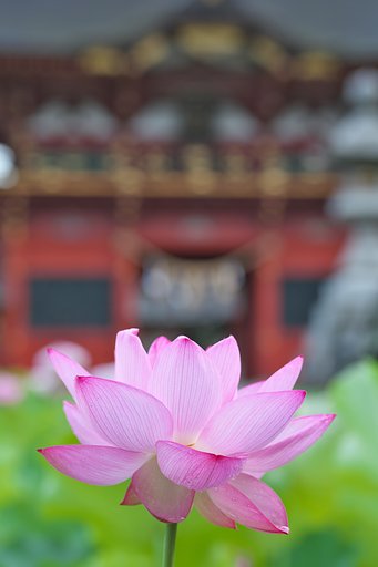 SP 90mm F/2.8 Di MACRO 1:1 VC USD