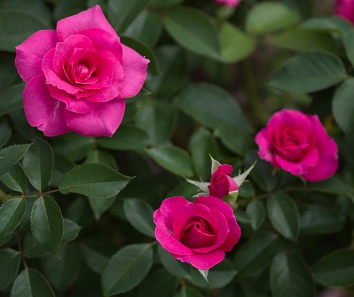 SIGMA MACRO 70mm F2.8