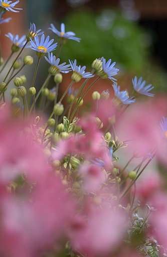 庭の花