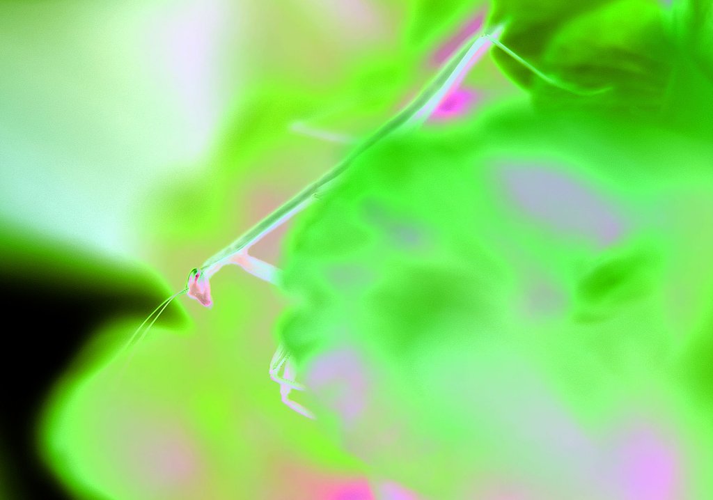 昆虫