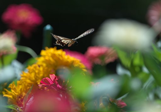 ふらりと花園へ