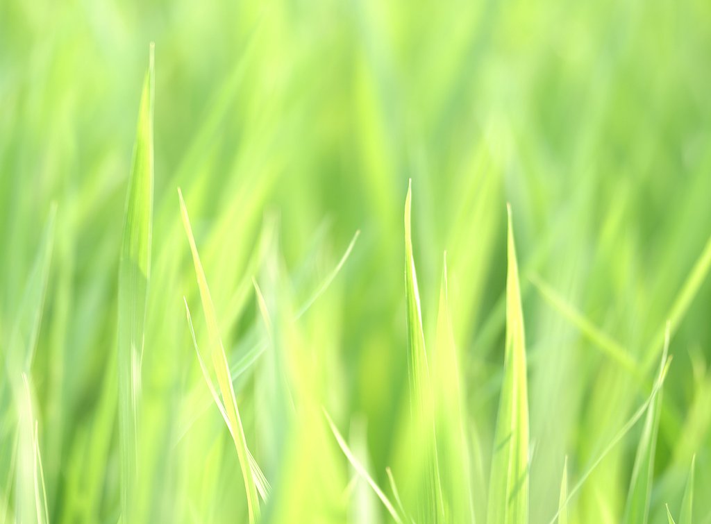 夏の光のなかに