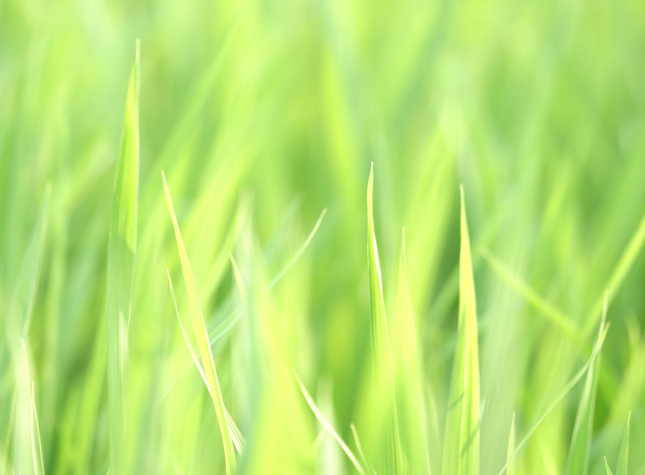 夏の光のなかに