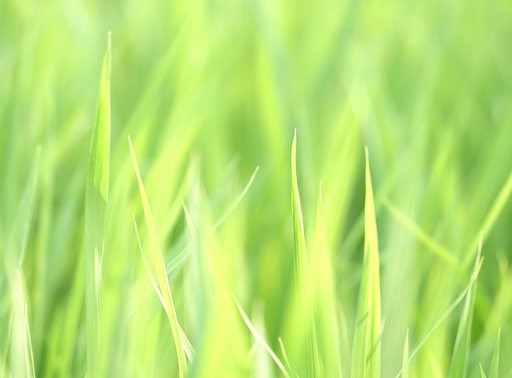 夏の光のなかに