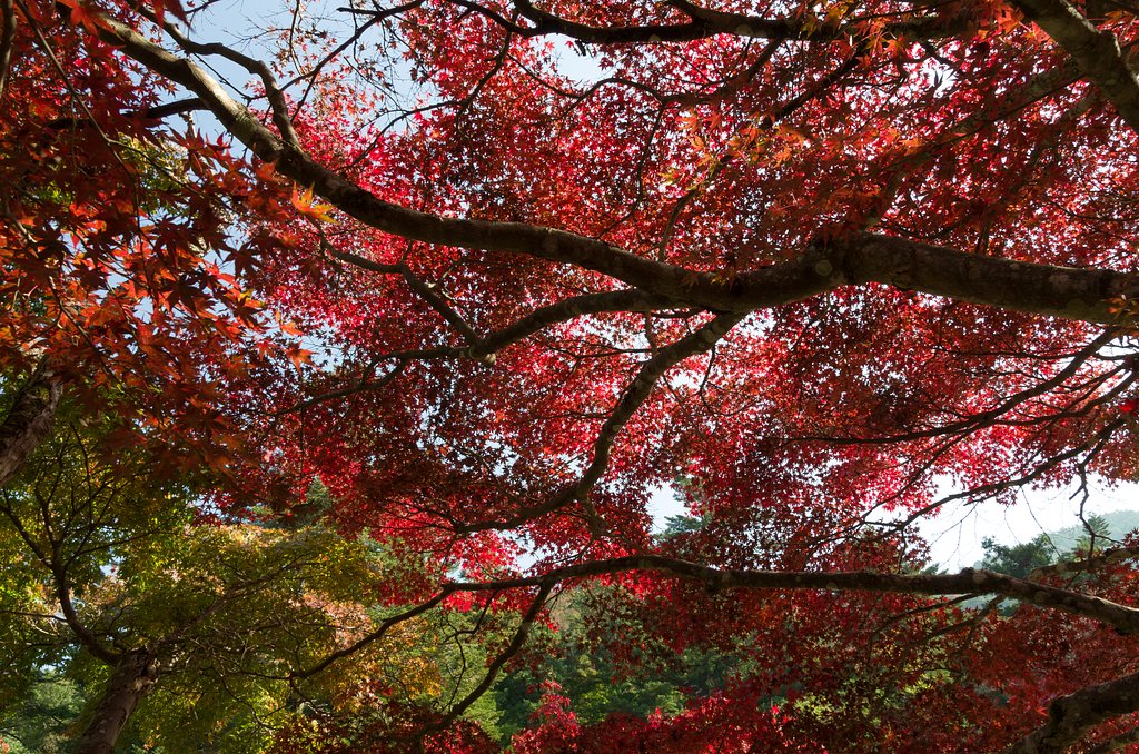 【色】紅葉