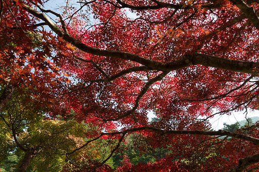 【色】紅葉