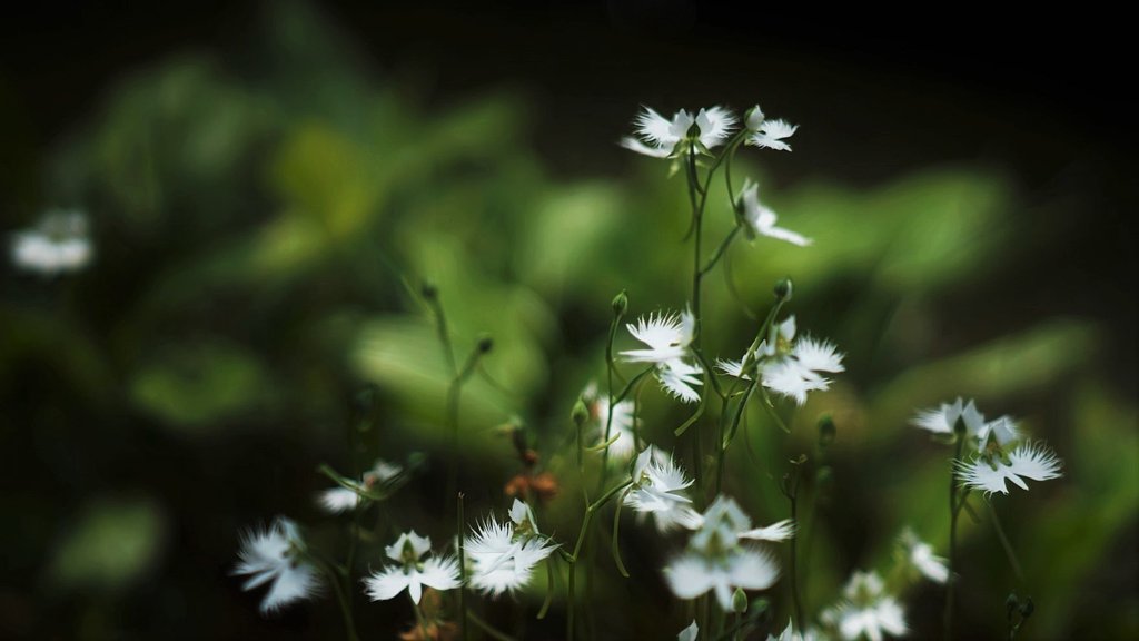 サギ草