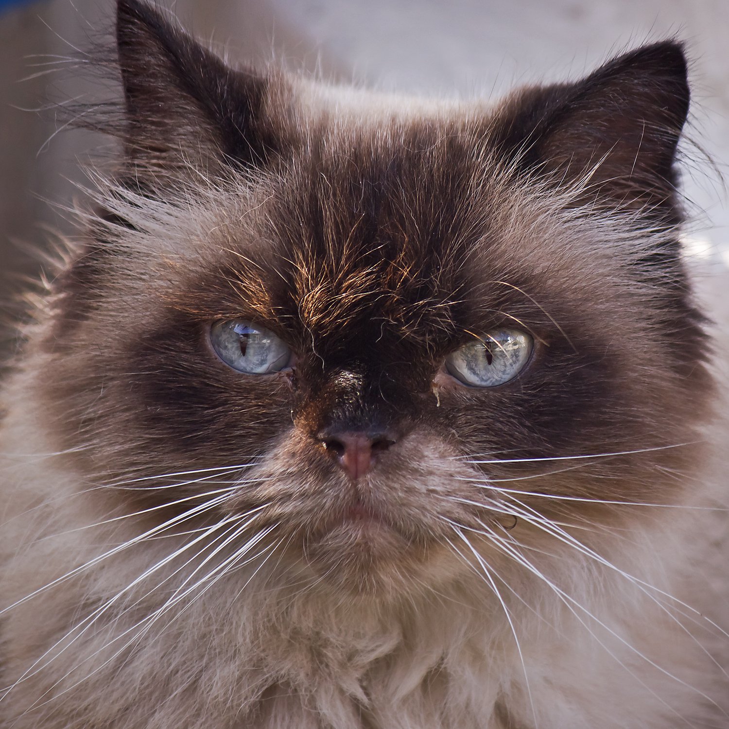 長毛の猫さん
