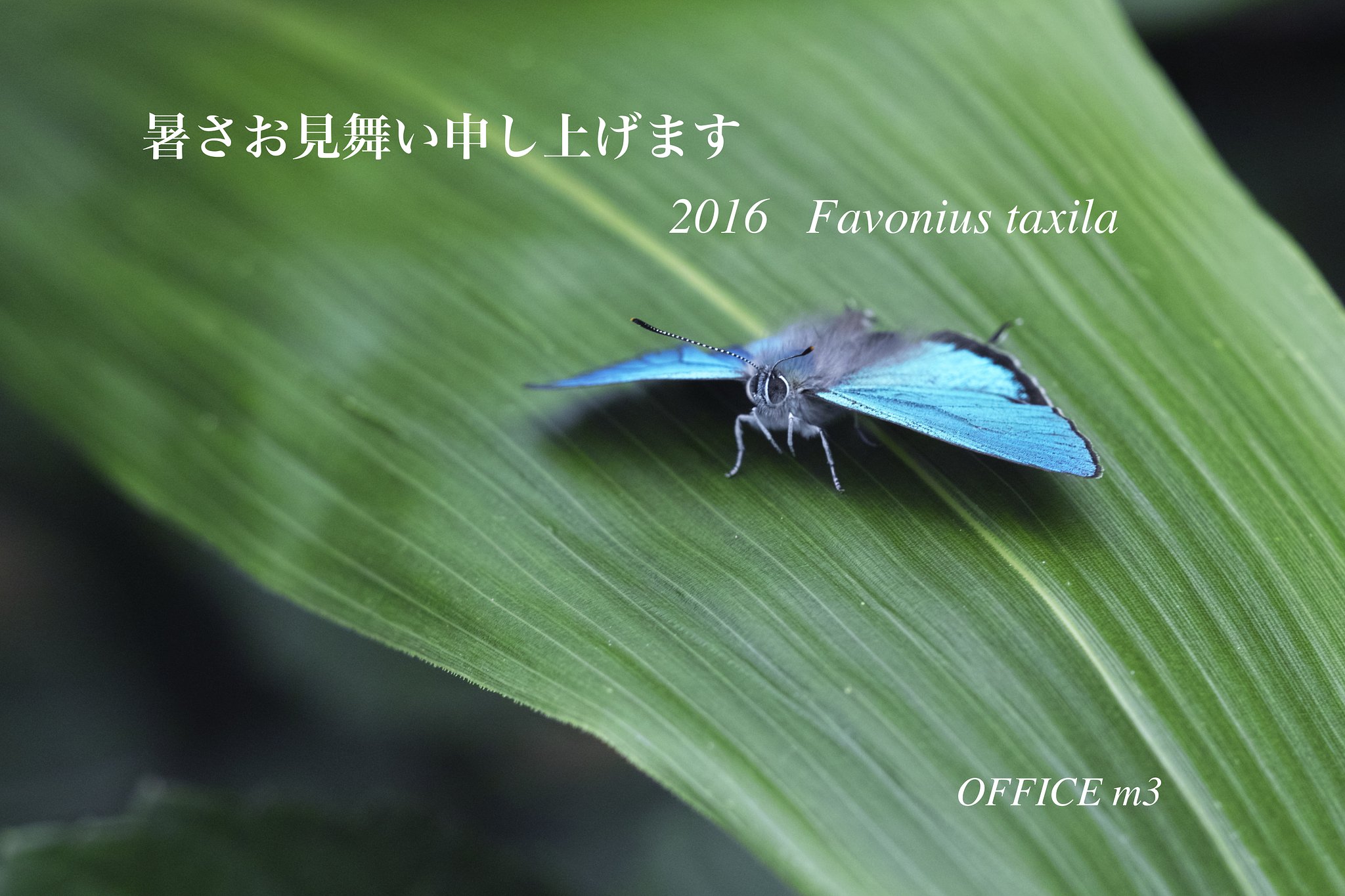 暑中のご挨拶