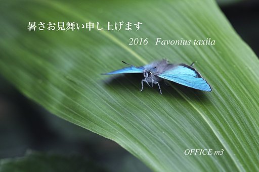 暑中のご挨拶