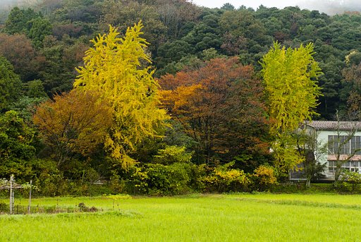 紅葉に！