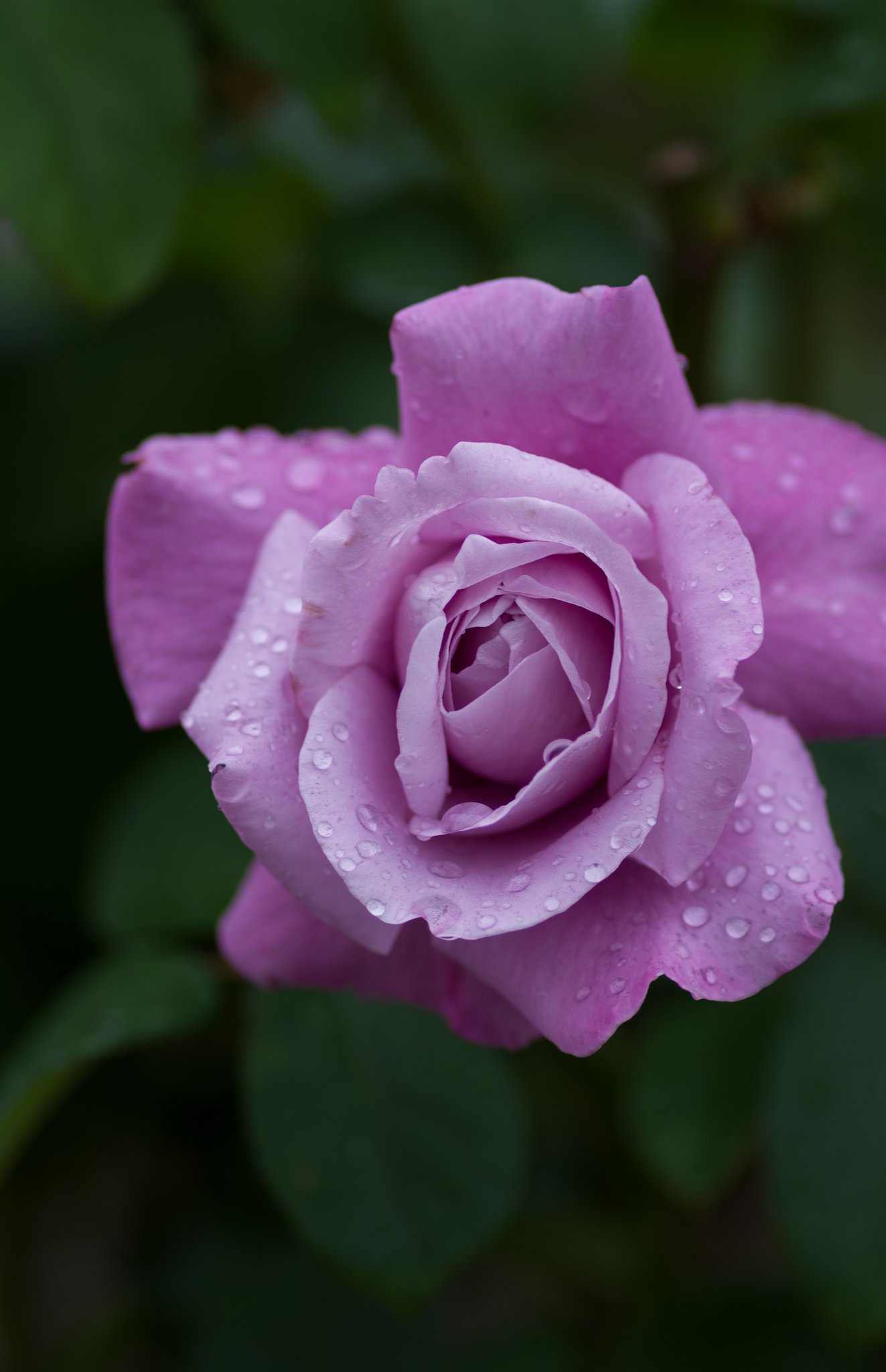 PENTAX-D FA MACRO 100mm F2.8