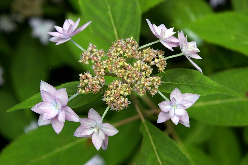 紫陽花の1種