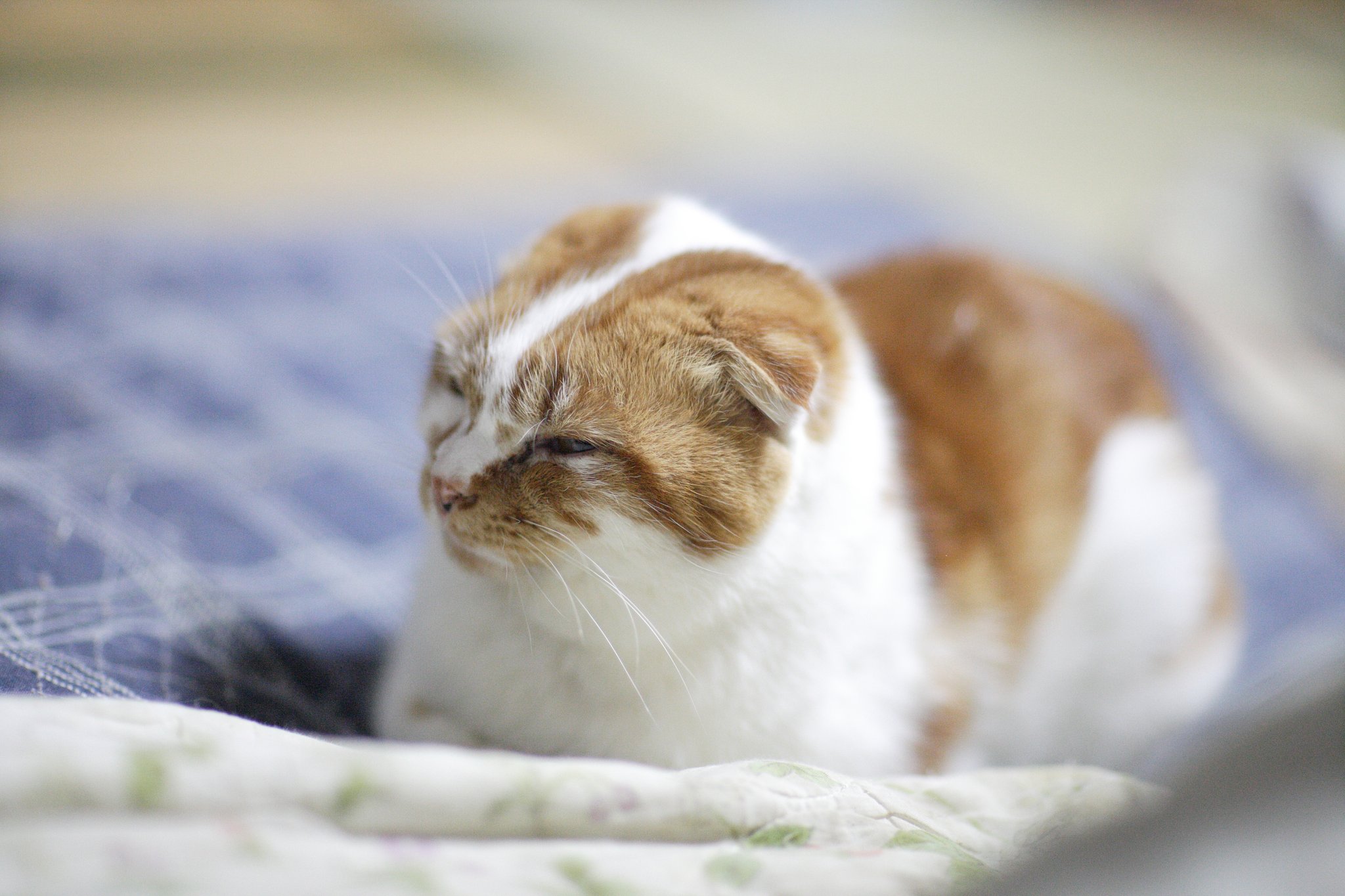 物おもふ