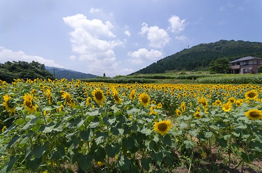 ヒマワリ畑