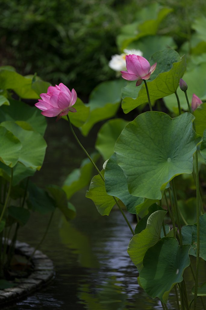 EF100-400mm F4.5-5.6 L IS 