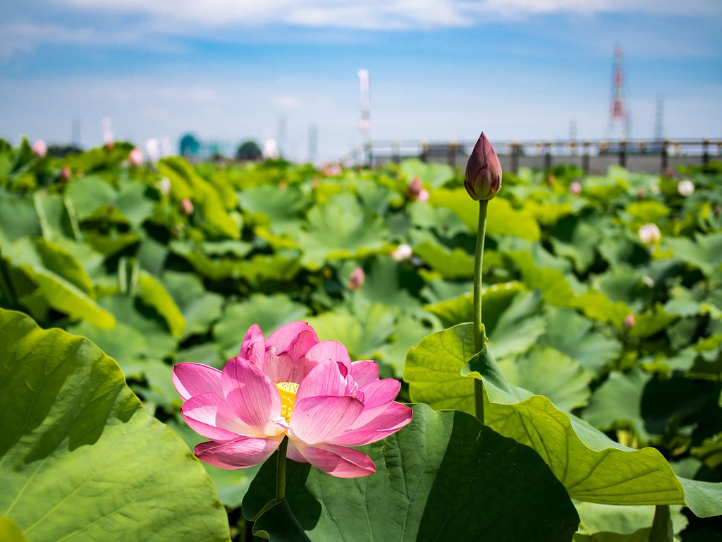 蓮の花